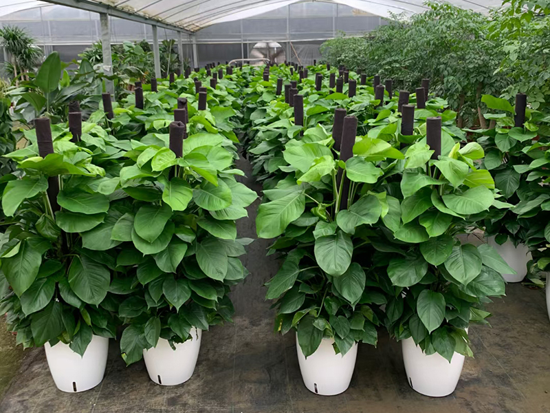 選擇植物租賃公司需要注意哪些方面？