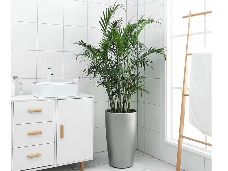 散尾葵的養殖應該注意什么？